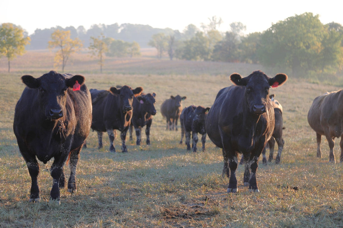 Cattle on pasture, raised on grass from start to finish, the source of Bare Tallow Co. tallow